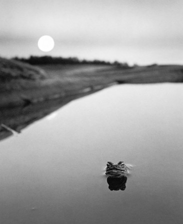 Pentti Sammallahti Ristisaari Finlande 1974 de la série  Archipelago grenouille crapaud.jpg, mar. 2021