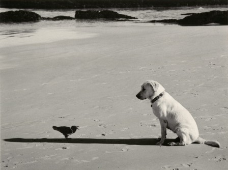 Pentti Sammallahti Western Cape South Africa le chien et l'oiseau 2002.jpg, janv. 2021