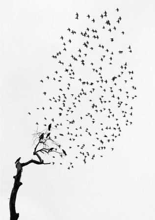 Pentti Sammallahti l'arbre d'oiseaux 2.jpg, févr. 2023