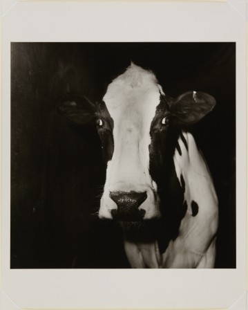 Peter Hujar untitled cow at night 1978 vache de nuit.jpg, août 2021