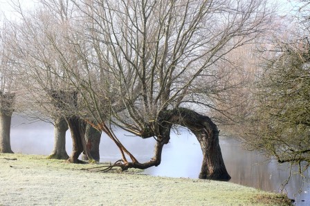 Photo taken by The Henge Shop  Avebury the willow woman journée des droits de la femme saule arbre révérence.jpg, mars 2023