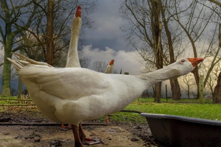 Piet Flour Senior les oies.jpg, oct. 2019