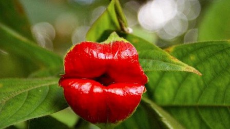Psychotria elata plante baiser comment je suis devenu vegan.jpg