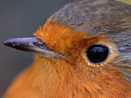 Rouge-gorge familier Erithacus rubecula l'oeil du.jpg, déc. 2023