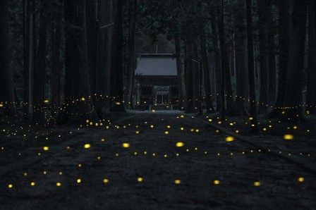 Ryogo Urata Japanese photographer forêt extérieur nuit.jpg, janv. 2023