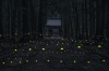 Ryogo Urata Japanese photographer forêt extérieur nuit.jpg, janv. 2023