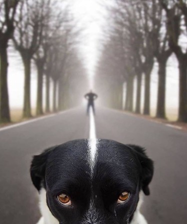 Sabrina Madison White line chien la ligne blanche.jpg, déc. 2021