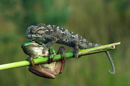 Savaş Şener lutte étranglement bagarre gorge grenouille.jpg, juin 2020