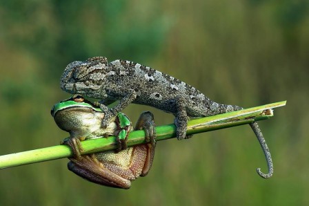 Savaş Şener lutte étranglement bagarre gorge grenouille.jpg, juin 2020