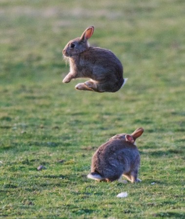 Shy bunny tu planes mon pauvre lapin.jpg, juin 2023