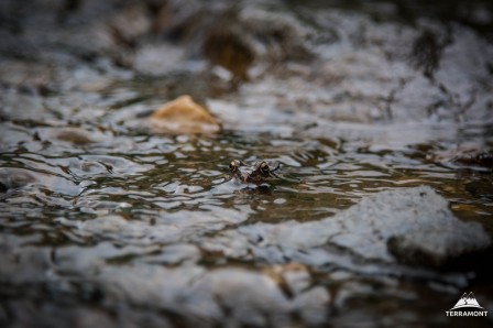 Stan Ovidiu les yeux de l'eau.jpg, janv. 2020