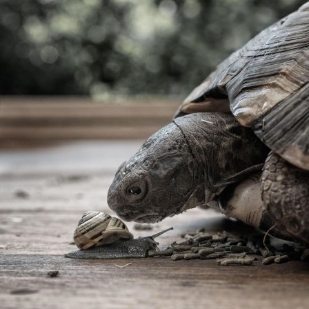 Steffi Atze tortue escargot les petites carapaces.jpg, avr. 2020
