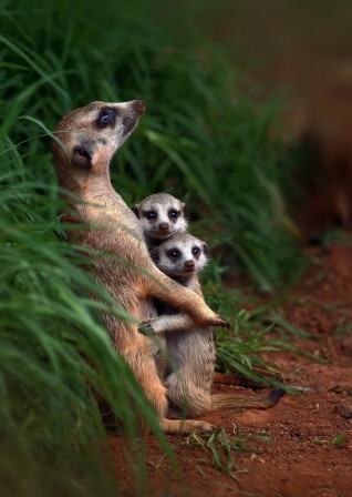 Suricates meerkats c'était un beau Noël pas vrai les enfants.jpg, déc. 2020