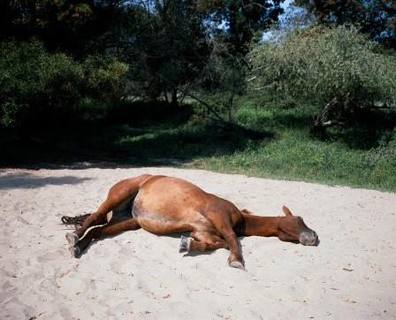 Tito Mouraz cheval plage statique.jpg, mai 2020