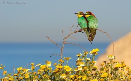 Vladimir Kogan European bee-eater oiseau vous venez souvent ici.jpg, nov. 2022