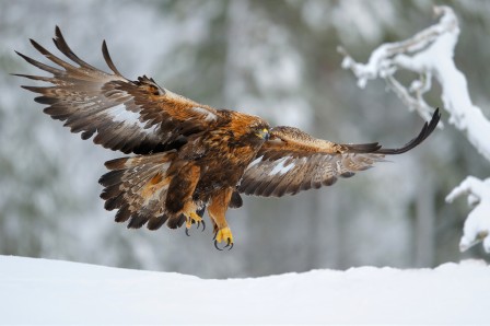 Vladimir Kogan Golden eagle on landing aigle neige.jpg, nov. 2021