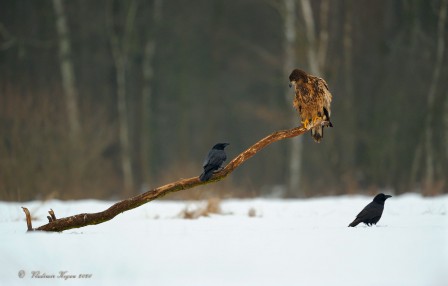 Vladimir Kogan l'aigle et le corbeau.jpg, nov. 2020