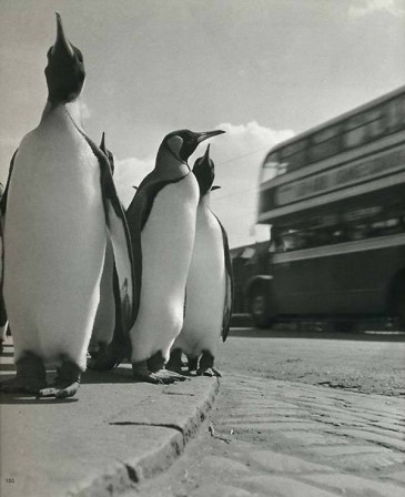 Werner Bischof Penguins of Edinburgh Zoo on a walk 1950 pingouin.jpg, déc. 2020