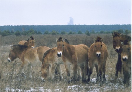 Wild Przewalski horses in the Chernobyl exclusion zone Ukraine les chevaux de Tchernobyl.jpg, janv. 2021
