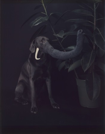 William Wegman éléphant bonne résolution je promets d'être différent.jpg, janv. 2022