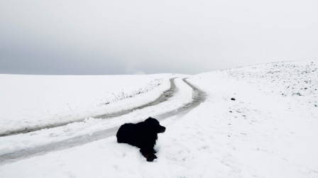 Wongsusie chien noir chemin enneigé.jpeg, déc. 2022