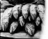 Xochitl García poissons bonjour.jpg, janv. 2022