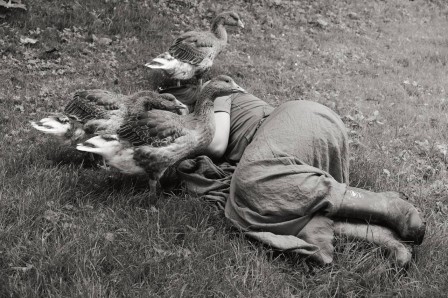 Yana Wernicke’s new book Weggefährten Companions examines the connection between two women and the farm animals they care for after saving from death les oies et la mort.jpg, juin 2023