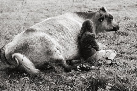 Yana Wernicke vache un dimanche à deux.jpg, mars 2023