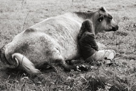 Yana Wernicke vache un dimanche à deux.jpg, mars 2023