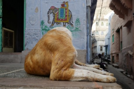 Yves Vernin Indes le chien sans tête.jpg, juin 2020