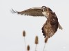 @sushvee@mstdn.ca oiseau rapace glisser l'aile sous le vent.jpeg, nov. 2023