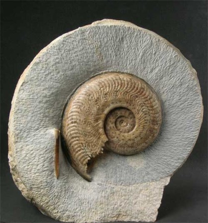 ammonite and a Belemnite Rostrum Belemnopsis cf beyrichi 40mm which has been washed up alongise the ammonite during burial peitit à petit mon cerveau s'était pétrifié.jpg, nov. 2023