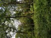 arbre cultiver sa différence est mortifère .jpg, juin 2023