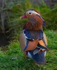 canard mandarin.jpg, janv. 2021