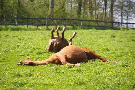 cheval les pattes en l'aire la grève.jpg, janv. 2023