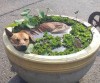 chien canicule prmières chaleurs de l'été.jpg, juin 2023