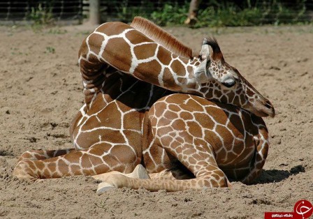 comment dorment les girafes.jpg, nov. 2021