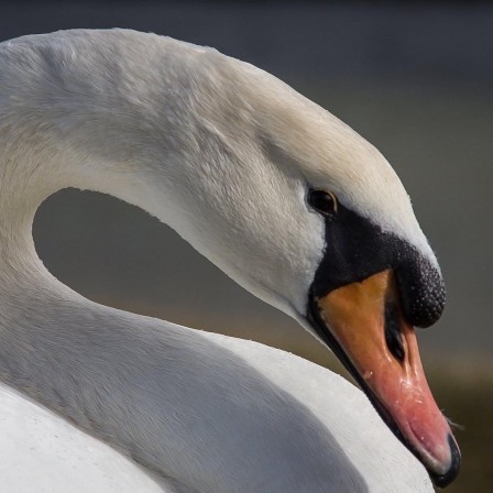 cygne les courbes élégantes.jpg, févr. 2023