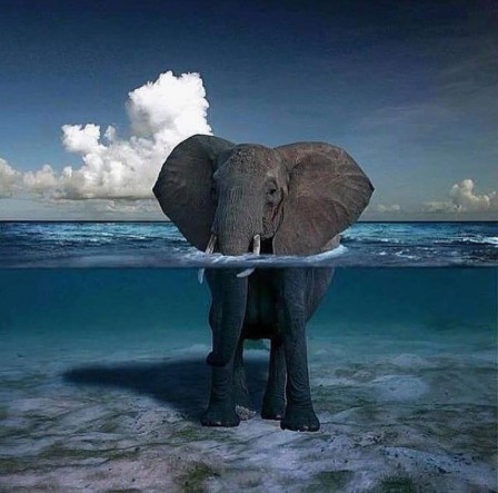 éléphant pieds dans l'eau.jpg, juil. 2020