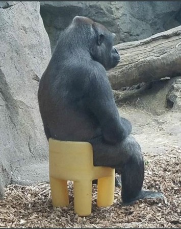 jeune gorille sur une chaise pour enfant singe avoir rencontré l'humain avait changé ma vie.jpg, avr. 2023