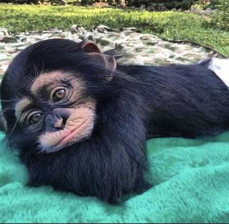 jeune singe chimpanzee.jpg, déc. 2021