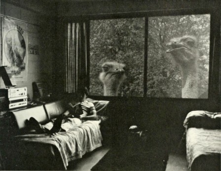 l'annuaire 1984 de Montclair les autruches géantes.jpg, fév. 2021