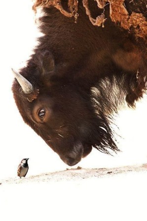 le bison et l'oiseau bonjour salut.jpg, déc. 2022