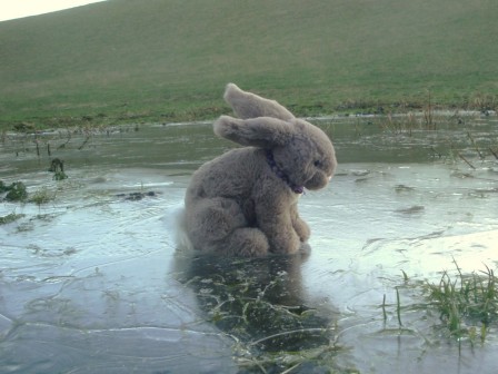 le lapin sur la glace.jpg, janv. 2023