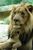 lion lionceau les parents inquiets pour l'avenir de leurs enfants.jpg, déc. 2021