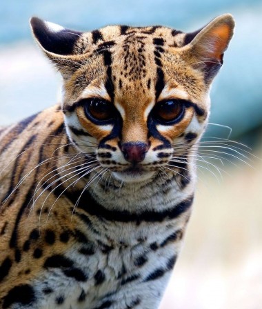 margay dit aussi chat-tigre.jpg, mar. 2021