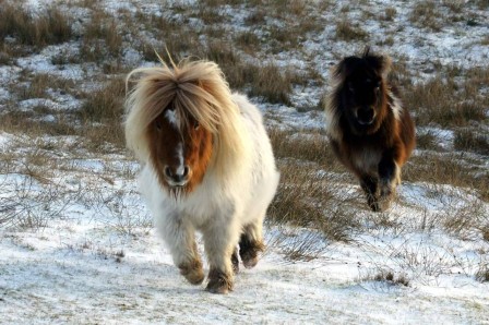 nous ne pouvons pas nous avons poney.jpg, mars 2023