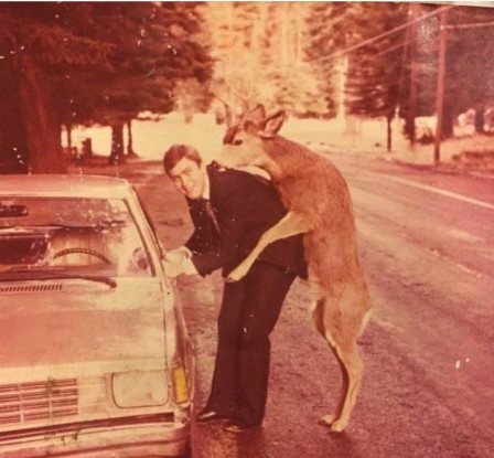 oh deer daim cerf bambi amour love is in the air.jpg, mars 2023