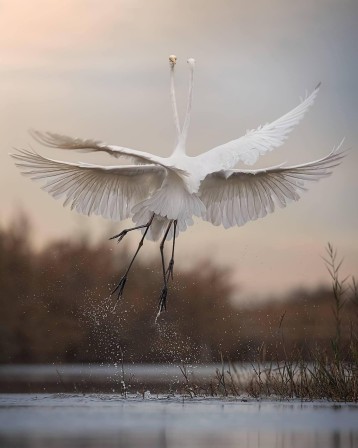 oiseau Grande Aigrette quitter le sol.jpg, nov. 2023