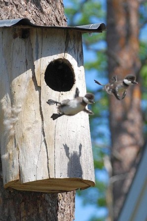 oiseau bébé quitter le nid.jpg, sept. 2021